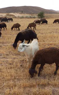 نر بز