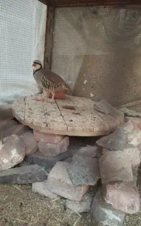 بلدرچین کوهی