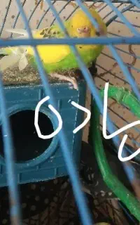 مرغ عشق نرو ماده