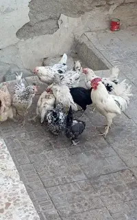 10عدد مرغ گلین لری ریشو تک تاج وچهلتاج خروس