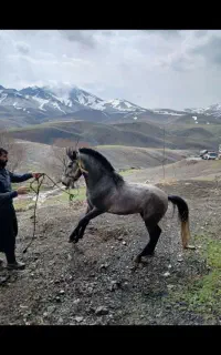 پرخون