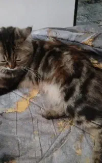 گربه ام ماده اس اماده واسه جفت گیری و ماده اس