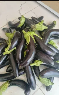 بادمجان بجنوردی شیرین عسل
