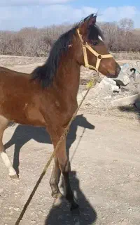 کره‌اسب