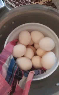 تخم مرغ محلی اصل