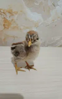جوجه لاری۲۴روزه