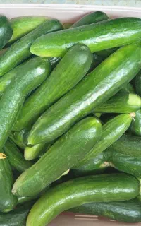 خیارشوری وخیارسبز محلی
