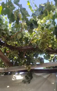 کارگر خانوادگی‌حتی‌‌برای‌شهرستانها