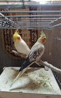 یک جفت عروس هلندی سخنگو