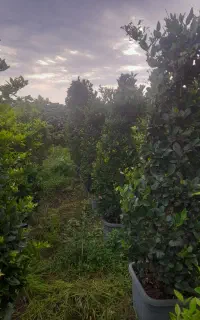 یاس