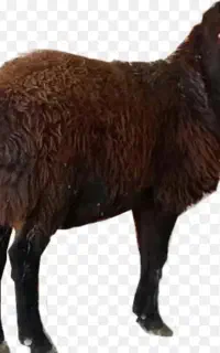 بره و کاوه و قوچ نر