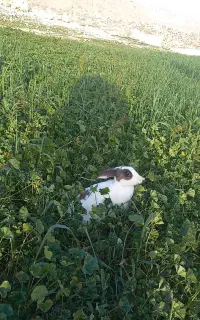 خرگوش