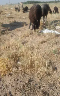بره ماده قزل