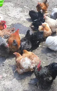 تخم کوشین