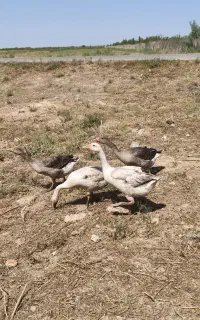 غاز محلی