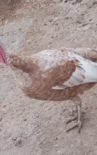بوقلمون