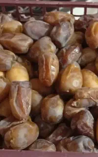 رطب تازه کبکاب بهبهان