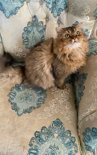 گربه اسکاتیش گلد مو بلند آماده جفتگیری