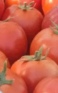 گوجه فرنگی،سولدوز