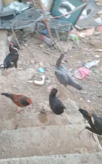مرغ خروس  محلی گردن لیت ولاری واوشام وو