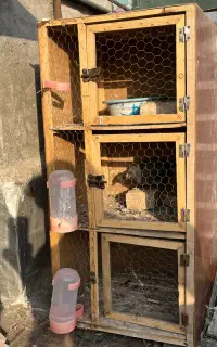 جفتگاه کبوتر ۳طبقع