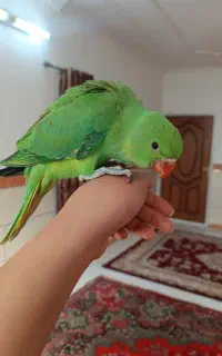 مژدگانی