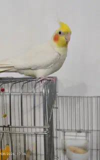 عروس هلندی نرسخن گو