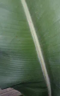 برگ موز