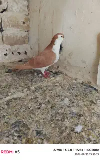 کفتر