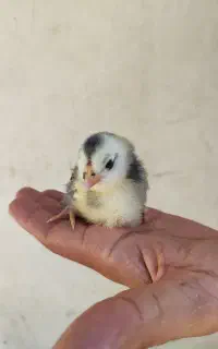 جوجه گلین ۴۰روزه