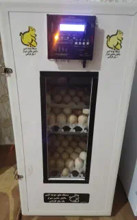 سه عددنیمچه برهما و دستگاه جوجه کشی