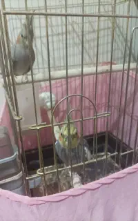 عروس هلندی جفت
