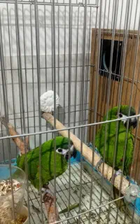 طوطی هانس