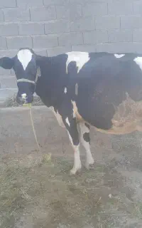 هلشتاین