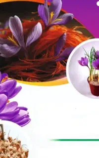 فروش ویژه پیاز زعفران
