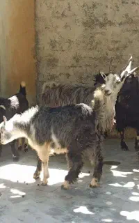 بز و بزغاله درجه یک