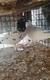 کفتر