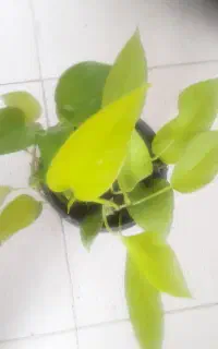 ابلق طلایی سبز ۹۰تومن نامیله