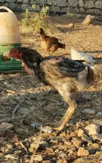 خروس دورگه طوسی