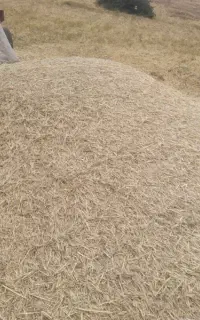 کاه آرپا(جو)و گندم نمین