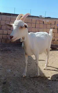 بز سانن