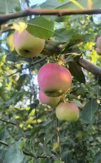 سیب درختی
