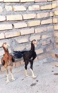 جوجه خروس