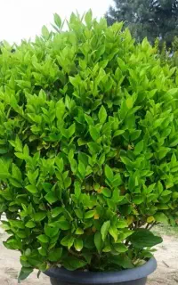 خدمات باغبانی گلکاری باغچه و سمپاشی در سراسر شهر