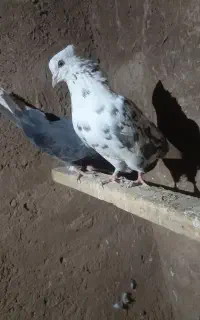 کبوتر
