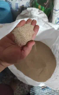 بذرگیاهی