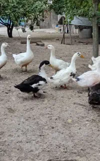 اردک ارگانیک