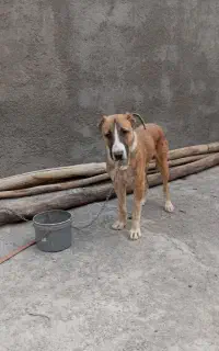 سگ سراب