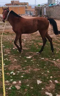 مادیان،اسب