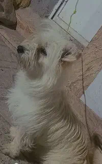 سگ پاکوتاه